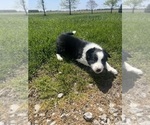 Small Photo #5 Border Collie Puppy For Sale in WOLCOTT, IN, USA