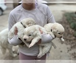 Small Photo #4 Maremma Sheepdog Puppy For Sale in LECOMPTON, KS, USA