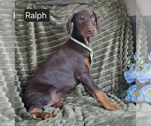 Doberman Pinscher Puppy for sale in POMEROY, OH, USA