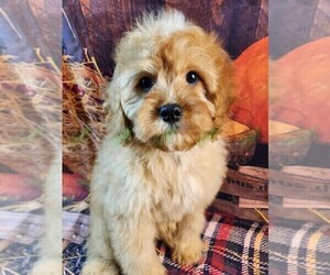 Cavapoo Puppy for sale in TECUMSEH, MI, USA