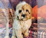 Small Photo #1 Cavapoo Puppy For Sale in TECUMSEH, MI, USA