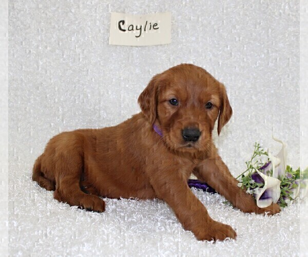 Medium Photo #10 Golden Retriever Puppy For Sale in STANLEY, WI, USA