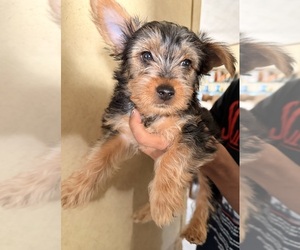 Yorkshire Terrier Puppy for sale in BENNETT, CO, USA