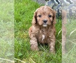 Small Photo #1 Cavapoo Puppy For Sale in GREENVILLE, MO, USA