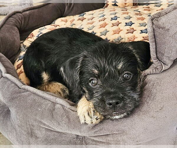 Medium Photo #2 Mutt Puppy For Sale in Corona, CA, USA