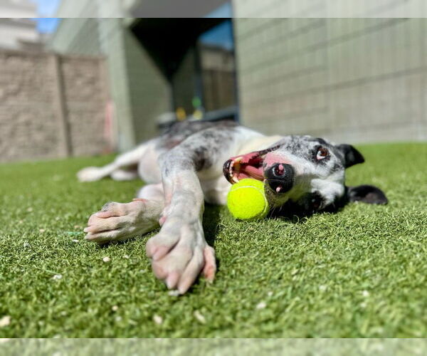 Medium Photo #12 Catahoula Leopard Dog-Pointer Mix Puppy For Sale in Salt Lake City, UT, USA