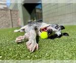 Small #11 Catahoula Leopard Dog-Pointer Mix