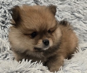 Medium Pomeranian