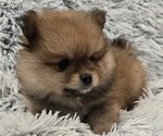 Puppy Buddy Pomeranian