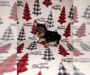 Yorkshire Terrier Litter for sale in LAPEER, MI, USA