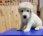 Small Photo #10 Golden Shepherd Puppy For Sale in MARLBOROUGH, NH, USA