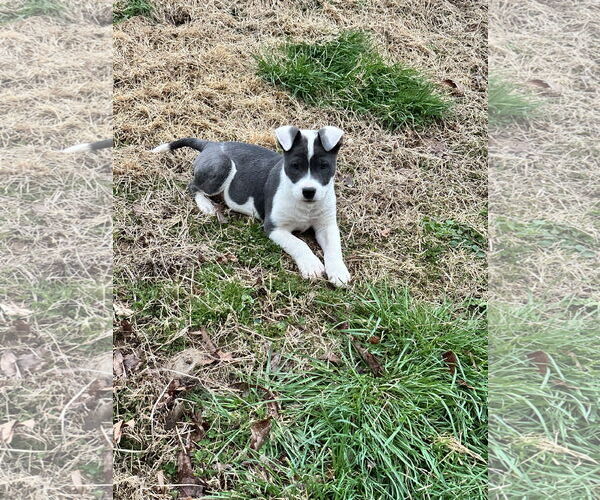 Medium Photo #5 Border Collie-Unknown Mix Puppy For Sale in Ball Ground, GA, USA