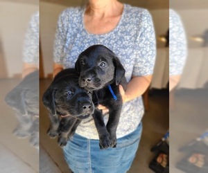 Cane Corso Puppy for sale in WAGENER, SC, USA