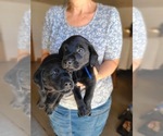 Image preview for Ad Listing. Nickname: Black lab males