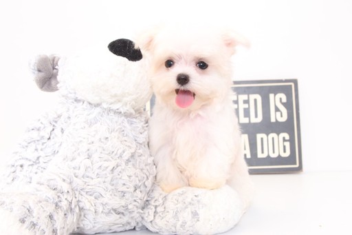Medium Photo #1 Maltese Puppy For Sale in NAPLES, FL, USA