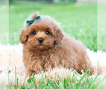 Small #3 Maltipoo (Toy)