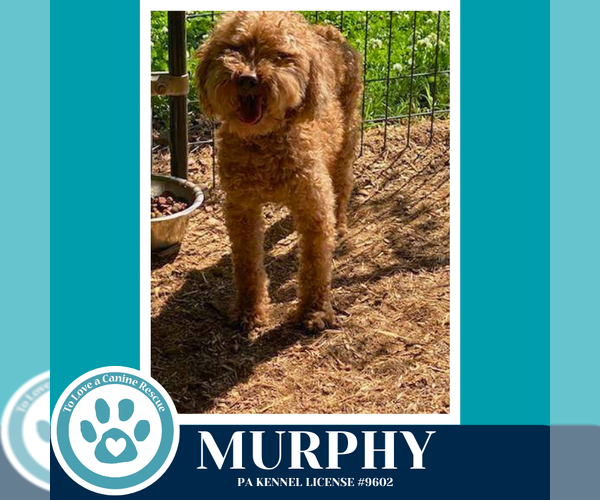 Medium Photo #2 Poodle (Miniature) Puppy For Sale in Kimberton, PA, USA