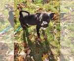 Small #3 Australian Shepherd-Boxer Mix
