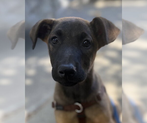 Medium Photo #7 German Shepherd Dog-Unknown Mix Puppy For Sale in Imlay City, MI, USA
