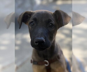 Sheila Rae- located in California - Female German Shepherd Dog-Unknown Mix Dog for Adoption - Photo #7