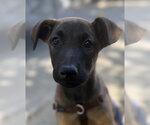 Small #6 German Shepherd Dog Mix