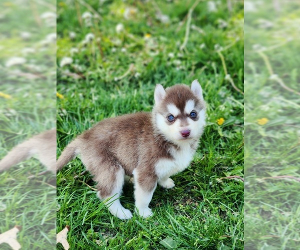 Medium Photo #7 Siberian Husky Puppy For Sale in KANSAS CITY, MO, USA