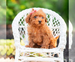 Small Photo #94 Maltipoo (Miniature) Puppy For Sale in WARSAW, IN, USA
