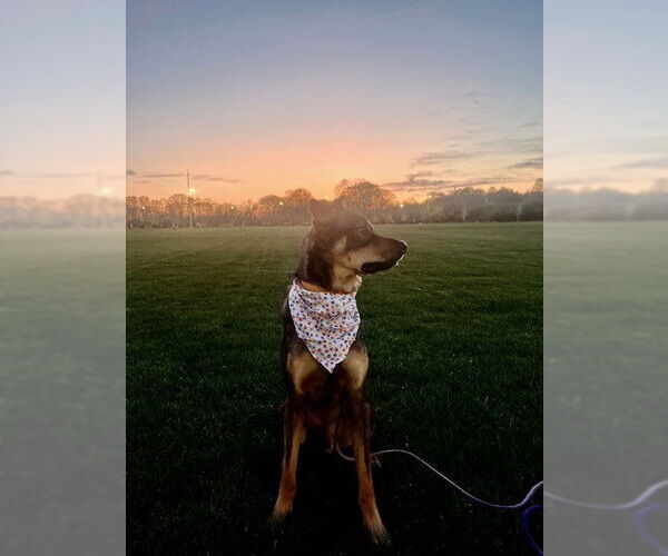 Medium Photo #12 Mutt Puppy For Sale in Rockaway, NJ, USA