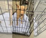 Small American Pit Bull Terrier Mix