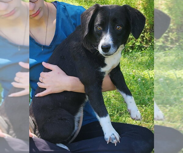 Medium Photo #3 Australian Shepherd-Beagle Mix Puppy For Sale in Wetumpka, AL, USA