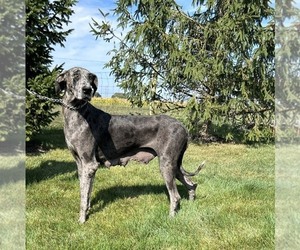 Mother of the Great Dane puppies born on 06/27/2026