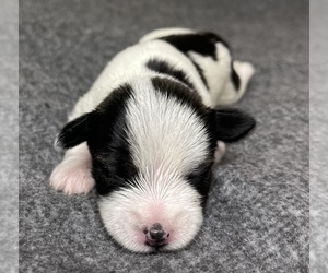 Medium Schnauzer (Miniature)