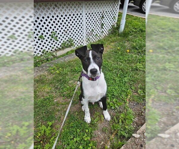 Medium Photo #30 Labrador Retriever-Unknown Mix Puppy For Sale in Brewster, NY, USA