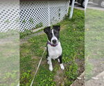 Small #29 Labrador Retriever Mix