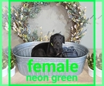 Puppy Neon Green Coll Great Dane
