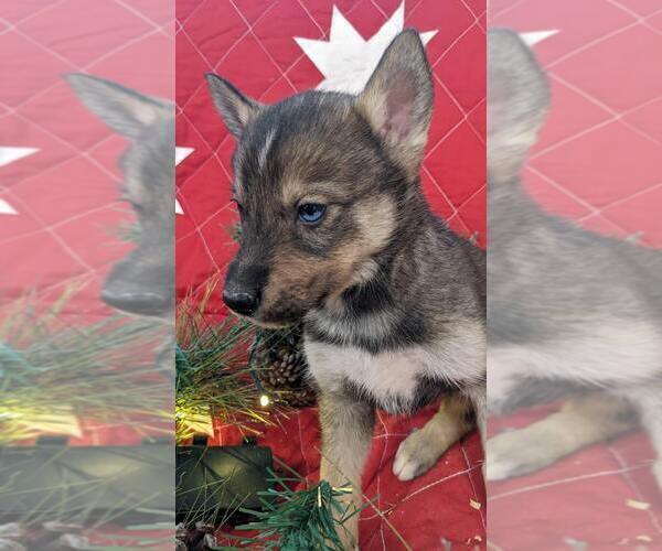 Medium Photo #3 Pomsky-Siberian Husky Mix Puppy For Sale in CENTRALIA, MO, USA