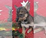 Small Photo #3 Pomsky-Siberian Husky Mix Puppy For Sale in CENTRALIA, MO, USA