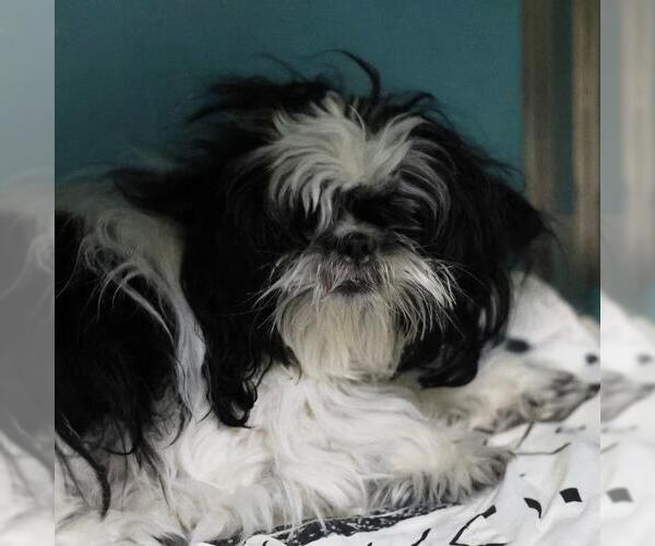 Medium Photo #1 Shih Tzu-Unknown Mix Puppy For Sale in San Antonio, TX, USA