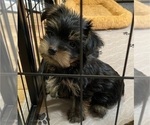 Small Photo #7 Yorkshire Terrier Puppy For Sale in NEWBURGH, IN, USA