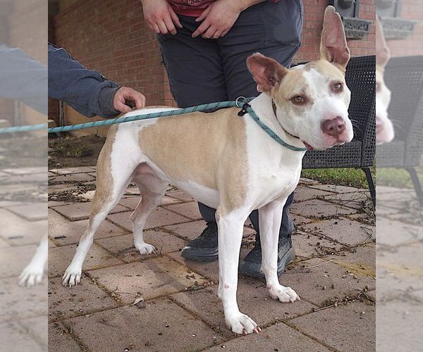 Medium Photo #2 Mutt Puppy For Sale in Carrollton, TX, USA