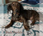 Small #4 Dachshund