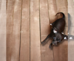 Small Photo #53 Chihuahua Puppy For Sale in CHARLESTON, AR, USA