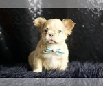 Small Photo #76 French Bulldog Puppy For Sale in WARSAW, IN, USA