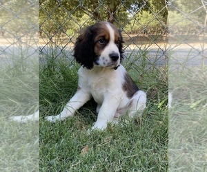English Springer Spaniel Puppy for sale in VACAVILLE, CA, USA