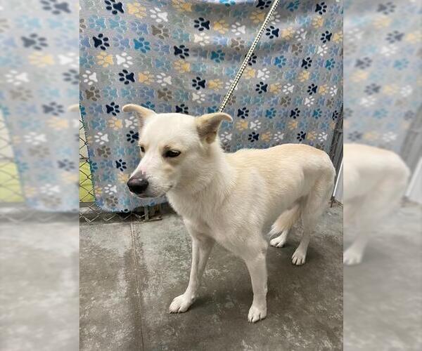 Medium Photo #1 Siberian Husky-Unknown Mix Puppy For Sale in Rosenberg, TX, USA