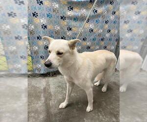 Siberian Husky-Unknown Mix Dogs for adoption in Rosenberg, TX, USA