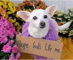 Small Photo #7 Chihuahua Puppy For Sale in Rootstown, OH, USA
