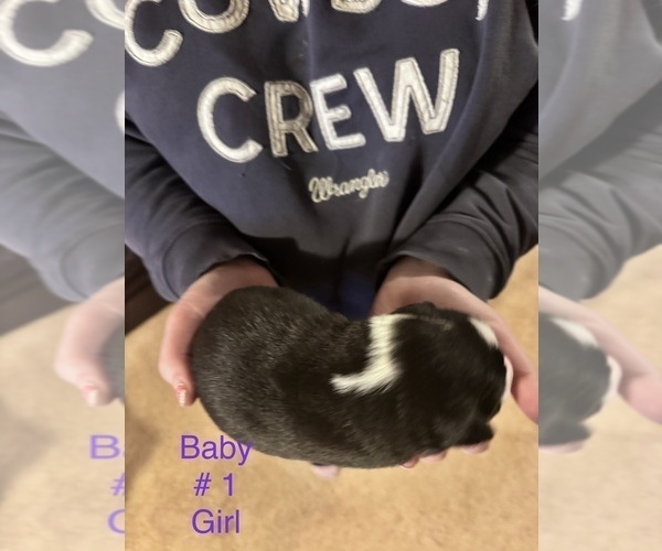 Medium Photo #20 Border-Aussie Puppy For Sale in MADRID, IA, USA