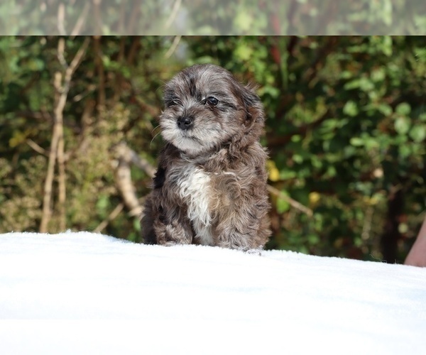 Medium Photo #11 ShihPoo Puppy For Sale in DYERSBURG, TN, USA
