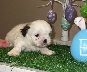 Medium Shih Tzu